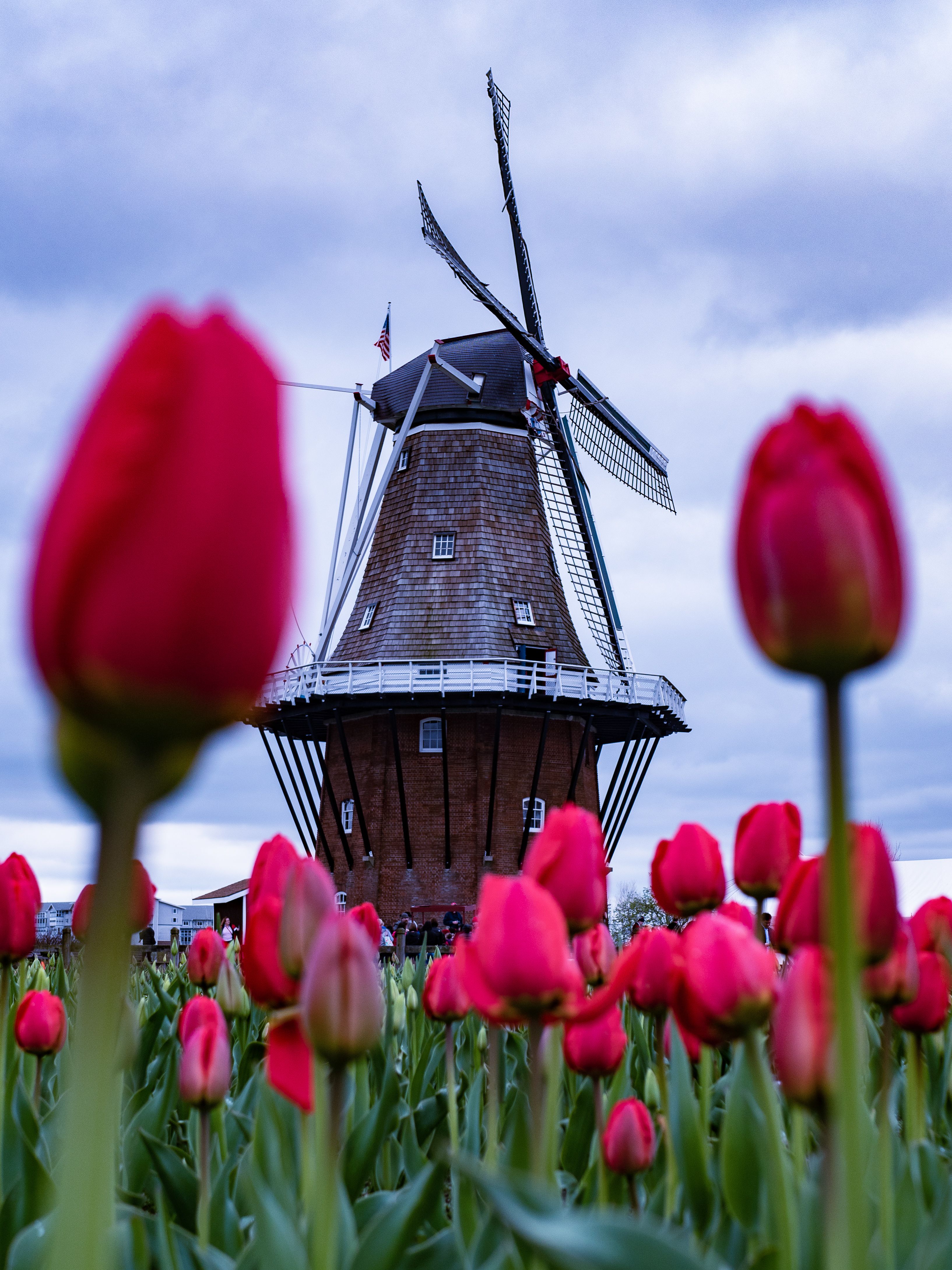 Why Thousands Gather Each Year to Dance Among the Tulips in Michigan